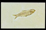 Bargain, Fossil Fish (Knightia) - Wyoming #120567-1